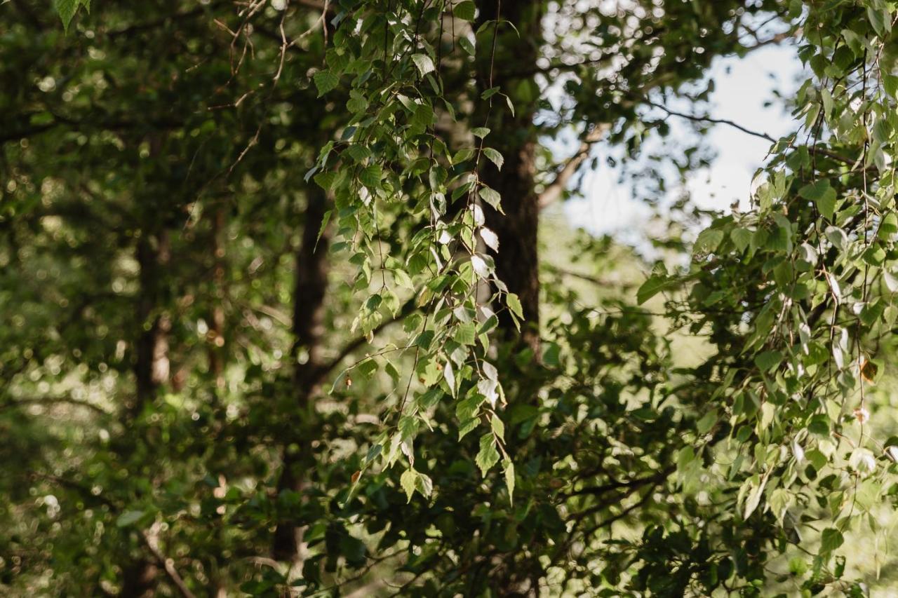 Berzu Namelis - Birch Cabin Kutsyuny Kültér fotó